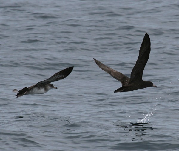 Flesh-footed Shearwater